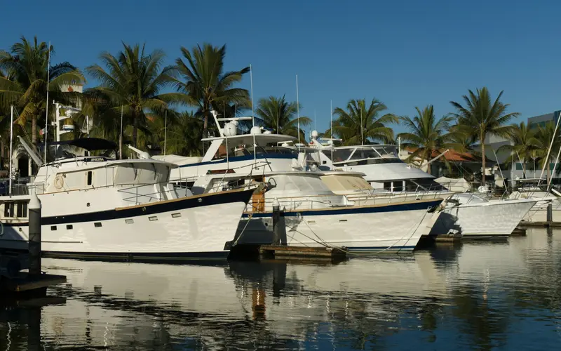 Yachts moored at a marina with palm trees