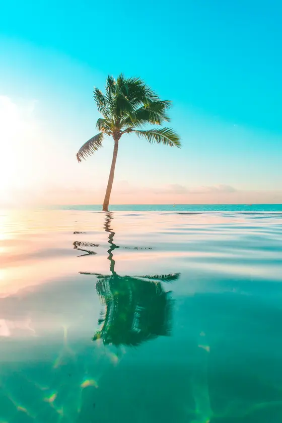 Palm tree reflected in an infinity pool