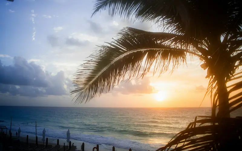Sunset through palm leaves by the sea