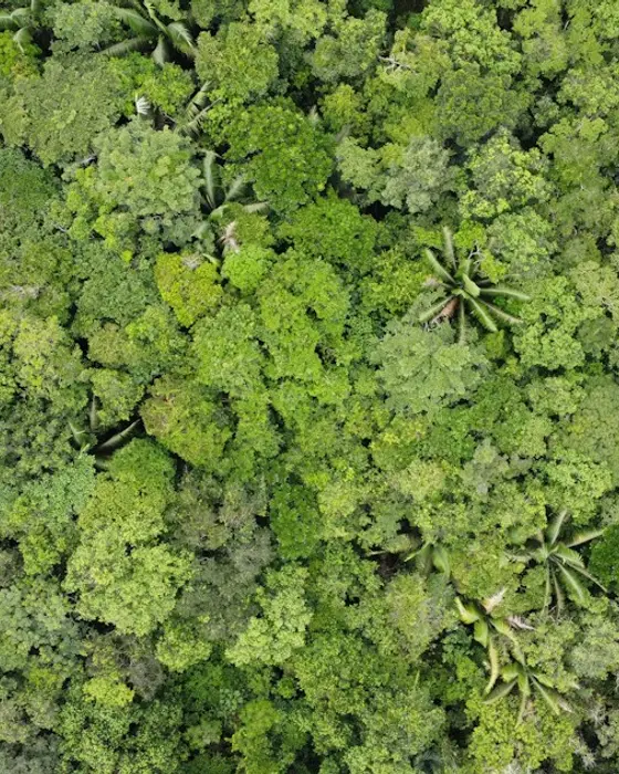 Aerial view of dense tropical greenery